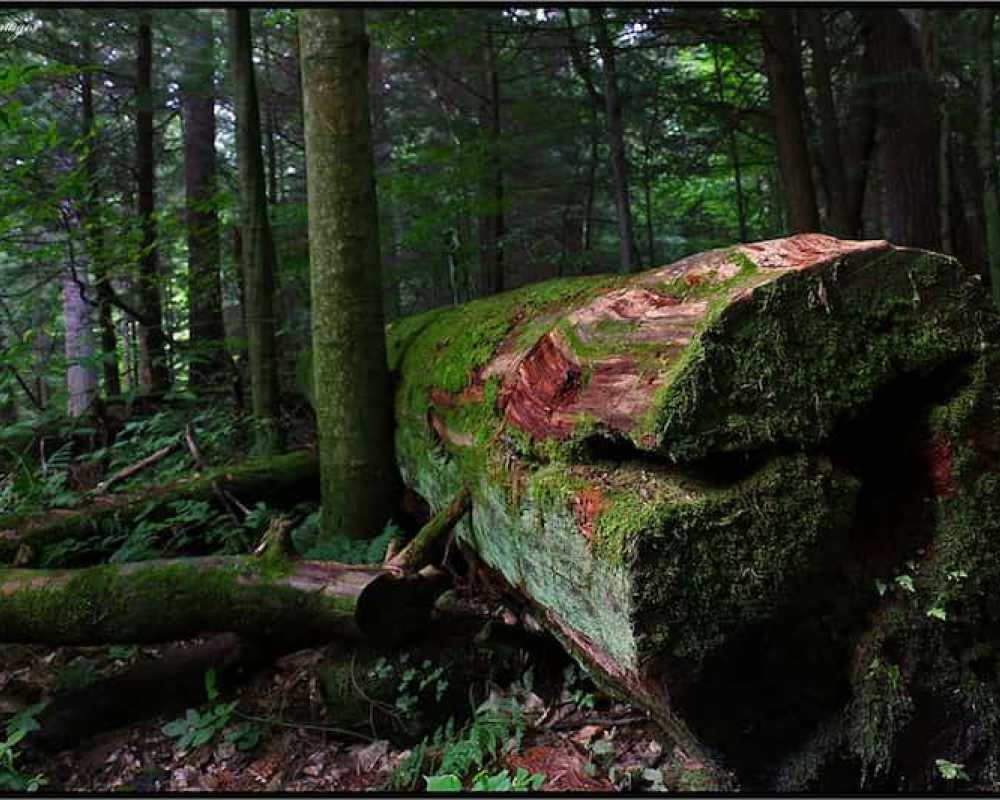 Explore Cook Forest State Park 14 Hh Img 29 3Bd1Ac7E