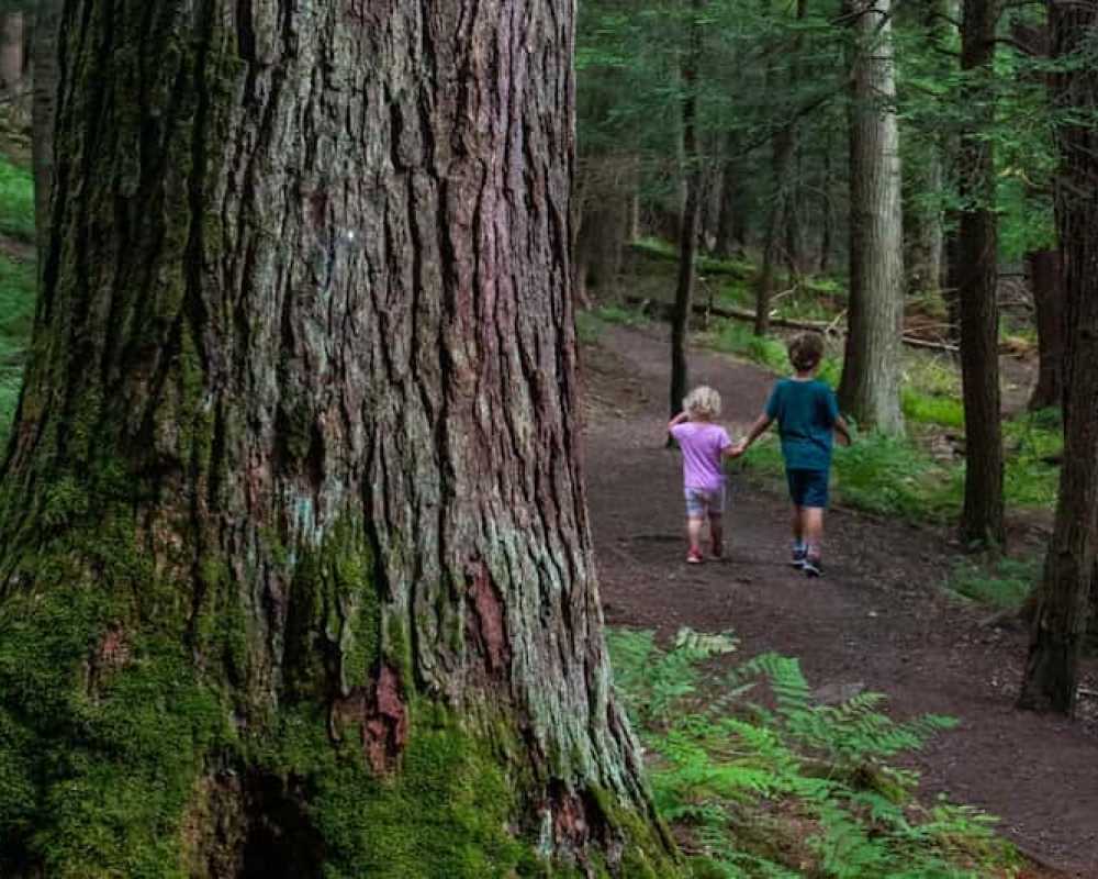 Explore Cook Forest State Park 11 Hh Img 26 E989E9Be