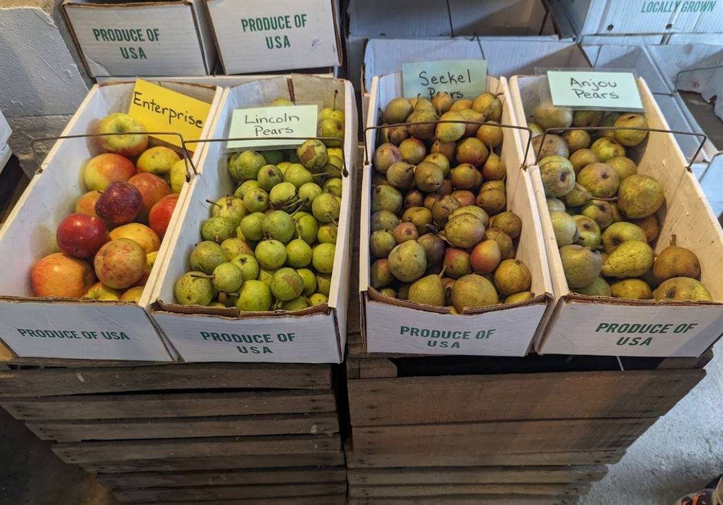 Apple Picking Near Cook Forest, Pa: A Local'S 2026 Guide 8 Generated Image August 25 2026 1 51Pm