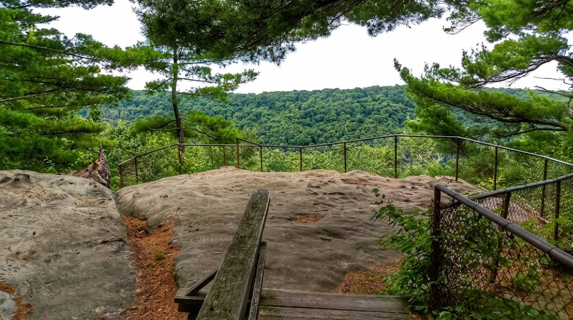 Labor Day In Cook Forest: A Local'S 2026 Guide 3 Generated Image July 29 2026 10 43Am