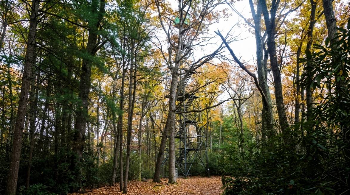 Labor Day In Cook Forest: A Local'S 2026 Guide 4 Generated Image July 29 2026 10 44Am
