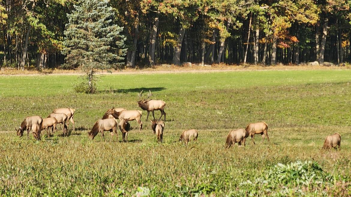 Wild Elk Grazing In A Meadow Near The Elk Country Visitor Center In Benezette