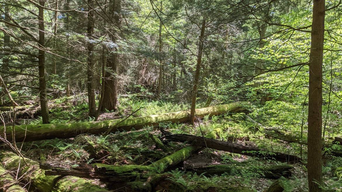 Old-Growth Hemlock And Pine Forest At Hearts Content Scenic Area