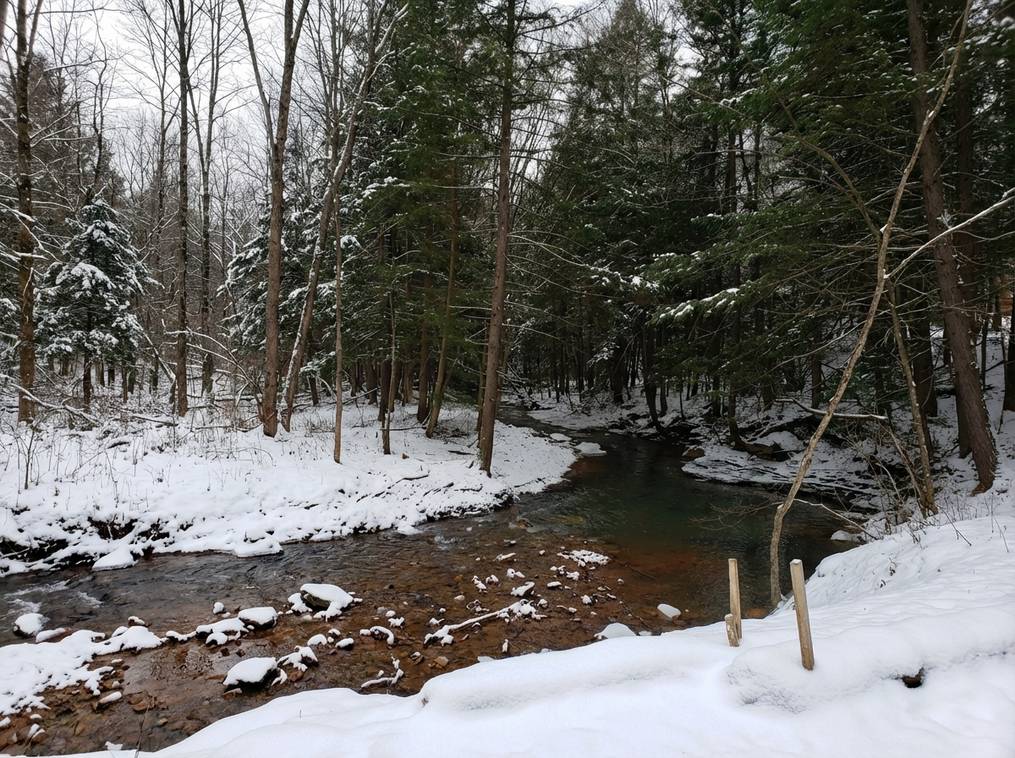 The Best Things To Do In Allegheny National Forest: Our Local Guide 5 Marketing Public2Fn8N2F49441422