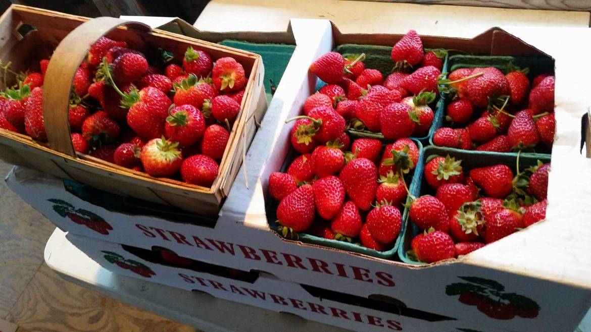 Bendal&Amp;Apos;S Berry Patch Pick-Your-Own Farm In Fryburg Pa